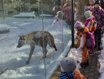 Jarnaky-17 0167  Zimní tábor, Krkonoše, Velká Úpa – únor 2017