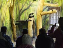 Jarnaky-17 0169  Zimní tábor, Krkonoše, Velká Úpa – únor 2017