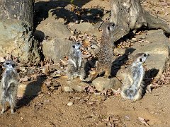 Podzimky-21 zoo 029  Zoo Praha – Podzimky 21
