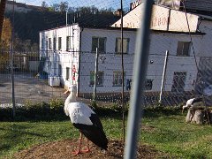 vyprava listopad-23 0010  Výprava Balto - listopad 23